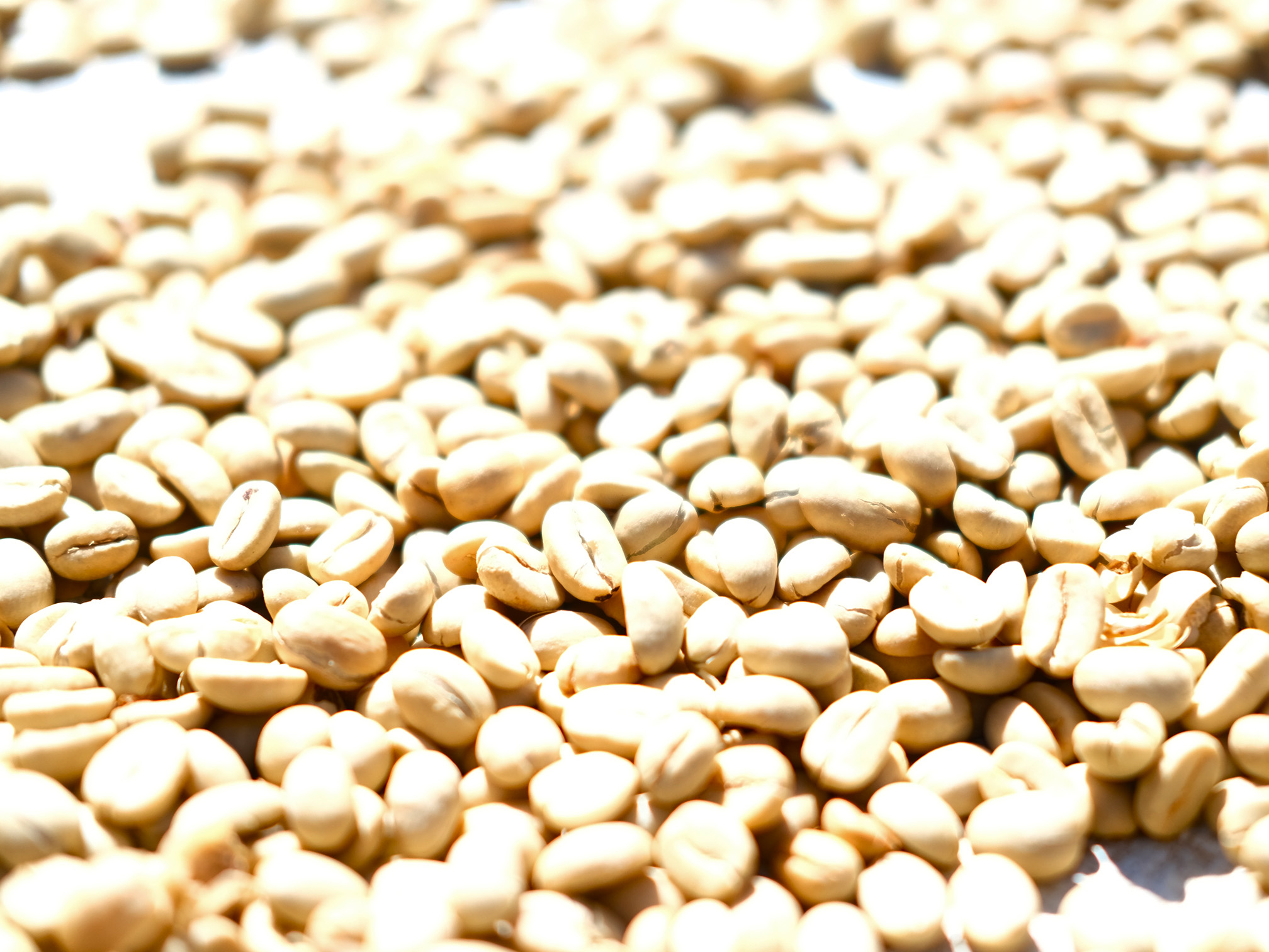 JAS認証】東ティモール マイクロロット ゴウララ村 ウォッシュ 生豆